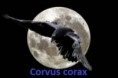 /album/kepgaleria-vilag-029/corvus-corax-jpg/